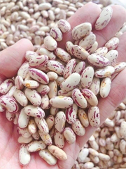Sugar Beans - Image 4